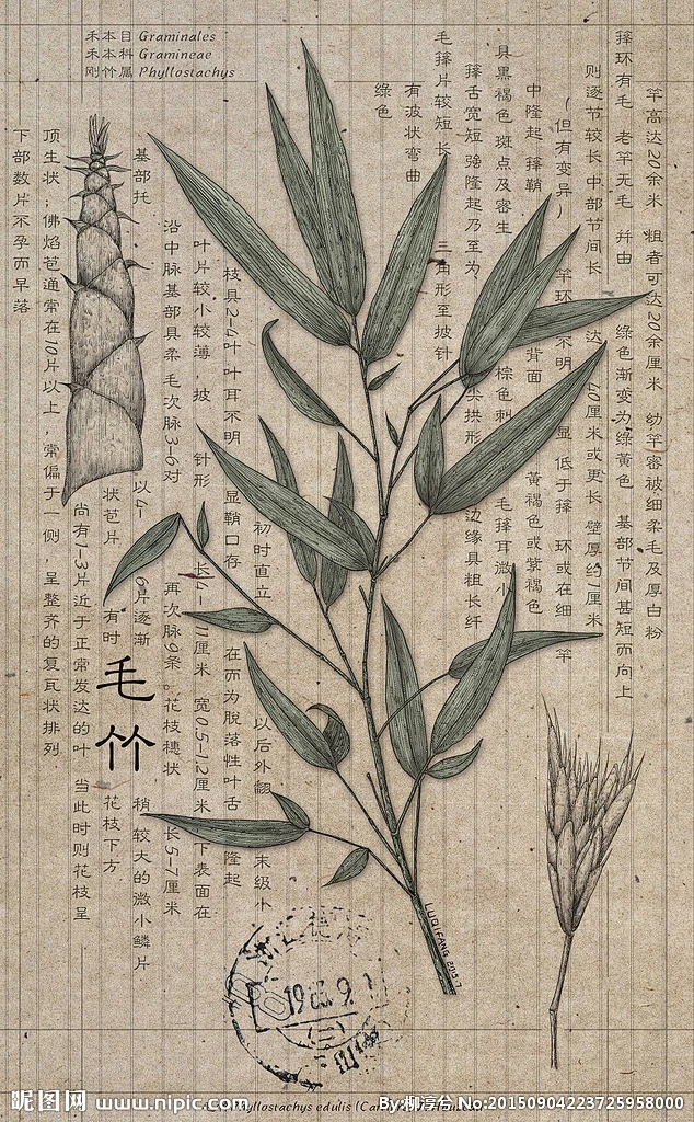 本草纲目-花瓣网