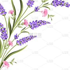 熏衣草,高雅,贺卡,请柬,浪漫,婚礼,模板,花,问候,美容