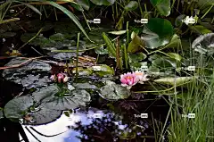 花 荷花 池塘 水 花壁纸 水生植物 美丽的花朵 花卉背景