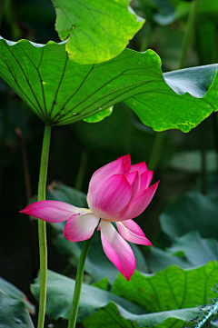 左孤°采集到莲花