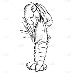 手绘-线条简笔画元素-大龙虾