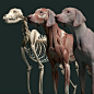 Canine Anatomy for 3D Artists, Jess O'Neill : Created for production or personal use, this canine anatomy model can be used either for studying animal anatomy or for muscle simulations, and can be purchased here!
https://jessoneill.artstation.com/store/oJ