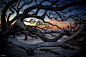 Beach, Dark, Landscape, Phillip Reynolds, Photography, Sand, Snow, Sunset, Tree, Trees, Winter wallpaper preview