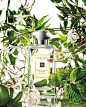 JO MALONE 乔马龙Orange Blossom 橙花