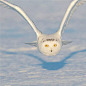 雪鸮（Snowy owl）
