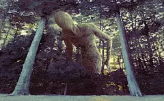 鹌鹑木插画图片壁纸