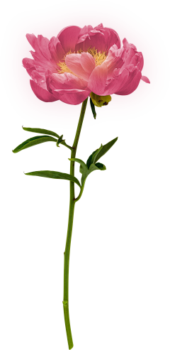 ✿樱界⌒零‵采集到花 开在心中的一朵莲
