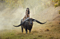 General 2048x1364 animals women mist