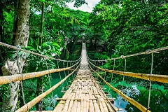 gq374|森林绿植热带雨林自然风景高清海报图片包装壁纸ps设计素材-淘宝网