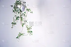 室内有绿色的悬挂植物