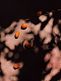 Jenna Foxton — Common Era