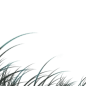 手绘水彩芦苇丛植物透明背景免抠PNG图案 装饰PS设计合成素材 (19)
