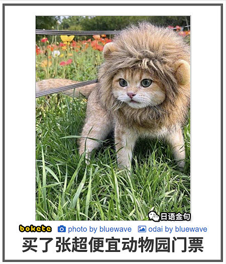 可是这也很棒啊，保守的说猫猫比动物园绝大...