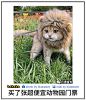 可是这也很棒啊，保守的说猫猫比动物园绝大多数动物都可爱