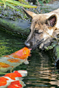 (via 500px / Kissing a koi by Dorri Eijsermans)
