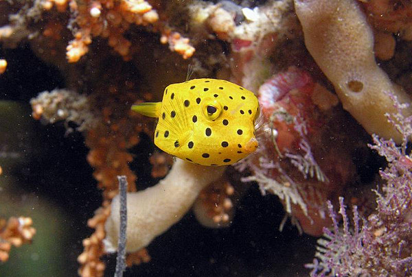 黄色盒子鱼粒突箱鲀鱼萌得一塌糊涂