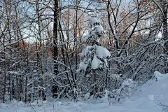 冬天的景观是白雪覆盖的冷杉树。冬季森林在日落出版，设计，海报，日历，帖子，屏保，墙纸，明信片，横幅，