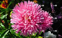 紫苑 粉红色 美丽的花朵 花壁纸 花朵 花园 夏天 美丽的 性质