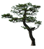 Tani-tree66