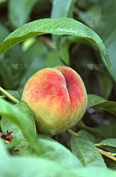 桃,特写,一个物体,桃树,垂直画幅,饮食,无人,生食,未成熟的,甜食