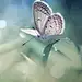 蝶恋花
花思蝶
共舞一曲