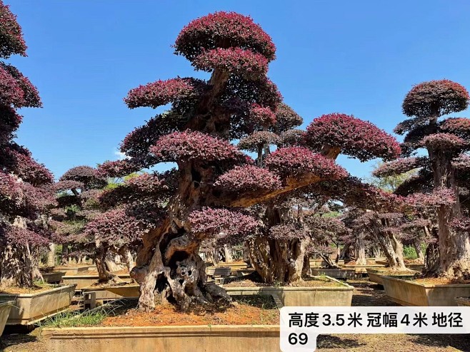 造型红继木