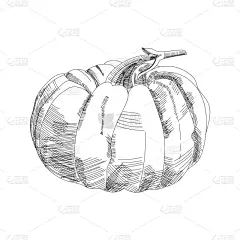 南瓜,食品,绘画插图,园艺,蔬菜,清新,动物手,模板,式样,绘制