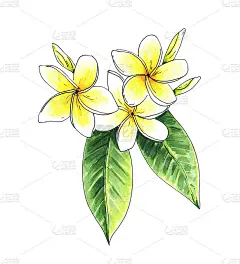 热带花卉，鸡蛋花，鸡蛋花。手绘插图