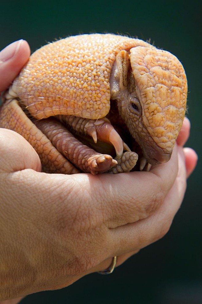 Baby Armadillo!!!!  ...