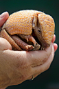 Baby Armadillo!!!!  CUTE! 小犰狳！！！可爱！
