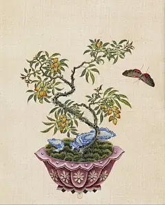 花卉虫鸟盆景图 清 佚名 - 小红书