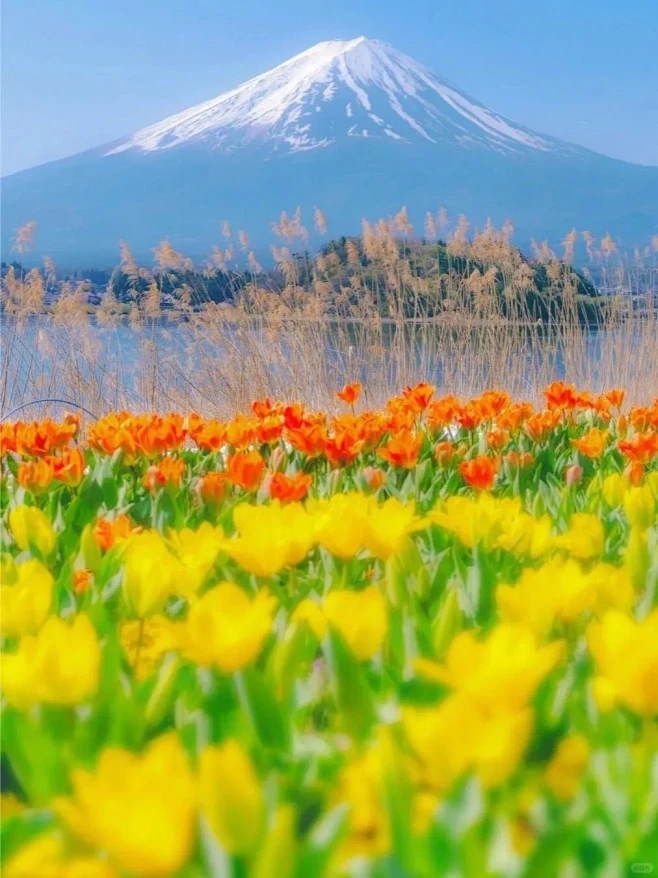 富士山薰衣草节在2024年6月来了❗ -...