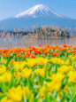 富士山薰衣草节在2024年6月来了❗ - 小红书