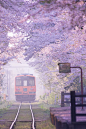 Tsugaru Line running through cherry trees, Japan
