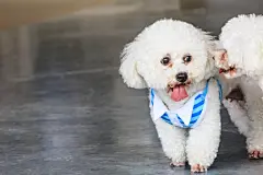 点击来源直接获取大图文件 |Lively and lovely white teddy dogs