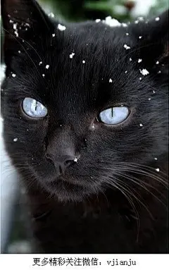 Black she cat with icy blue eyes