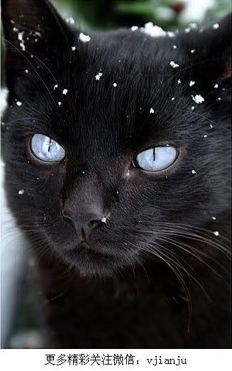 Black she cat with i...