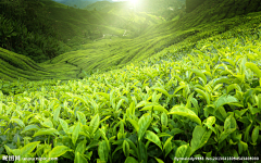 陈安好采集到茶叶