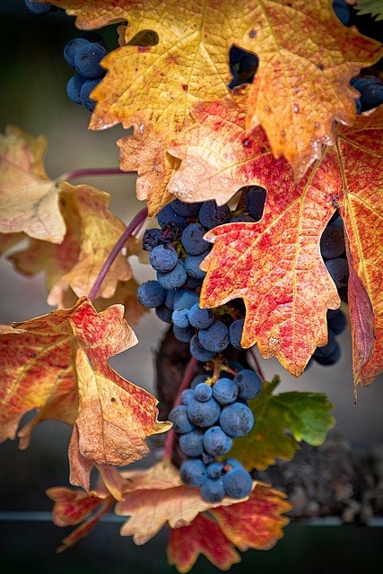 harvest #autumn