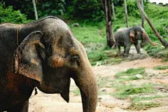 大象高清素材大型动物