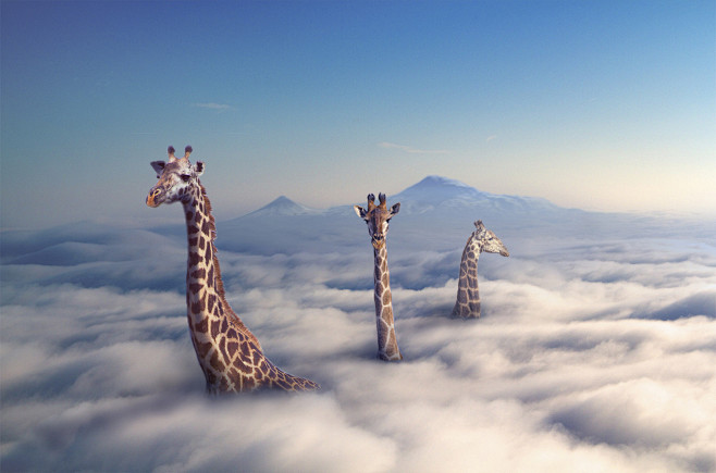 Photograph Giraffes ...