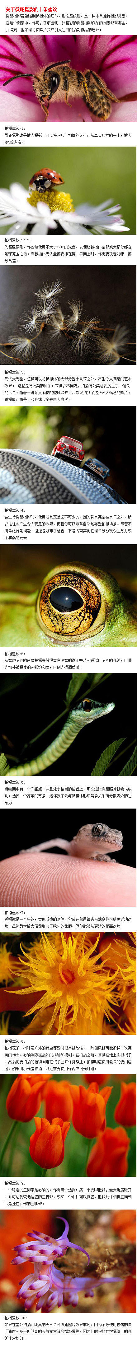 微距摄影