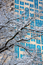 积雪的树枝在建筑立面的背景上