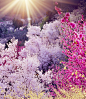 光,日光,枝,桃树,樱花_gic11169944_Cherry blossom trees_创意图片_Getty Images China