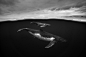 座头鲸 | Jem Cresswell ​​​​