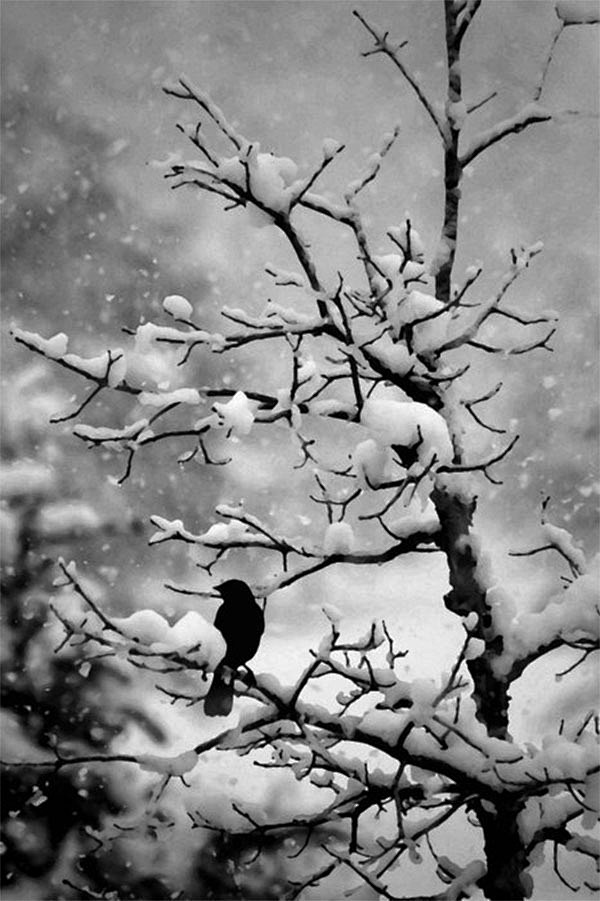 昏鴉與枯枝在冷雪中....傲然佇立 .....