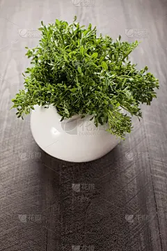 娇小Snap绿色白色锅