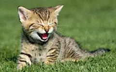 You So Funny!
