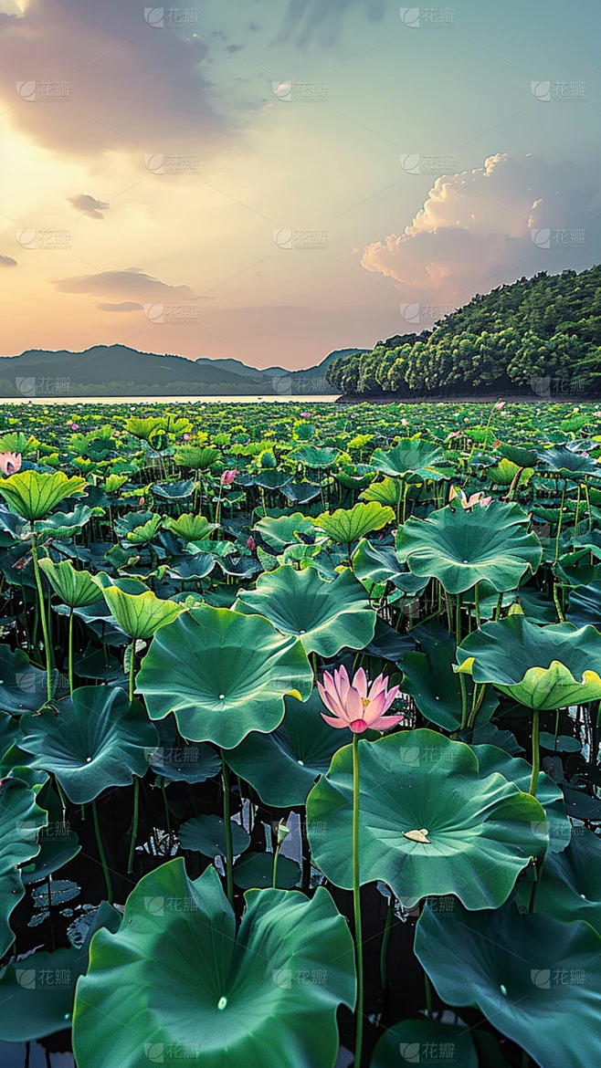 二十四节气立夏通用实景荷花荷叶池塘夏季场景背景图片素材素材-花瓣网