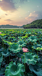 二十四节气立夏通用实景荷花荷叶池塘夏季场景背景图片素材